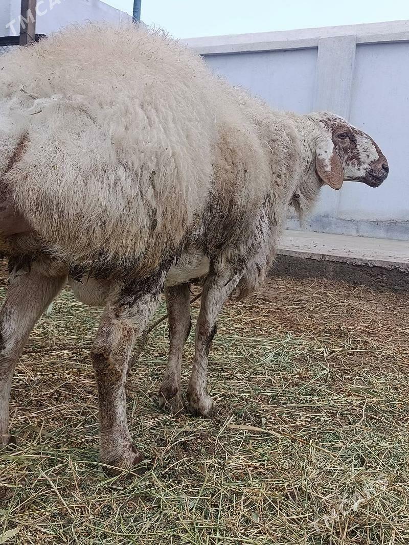 pakistan kockar - Туркменабат - img 1