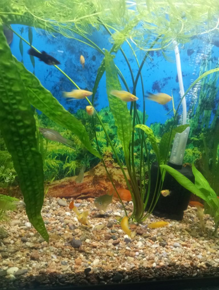 Аквариум - Aşgabat - img 1