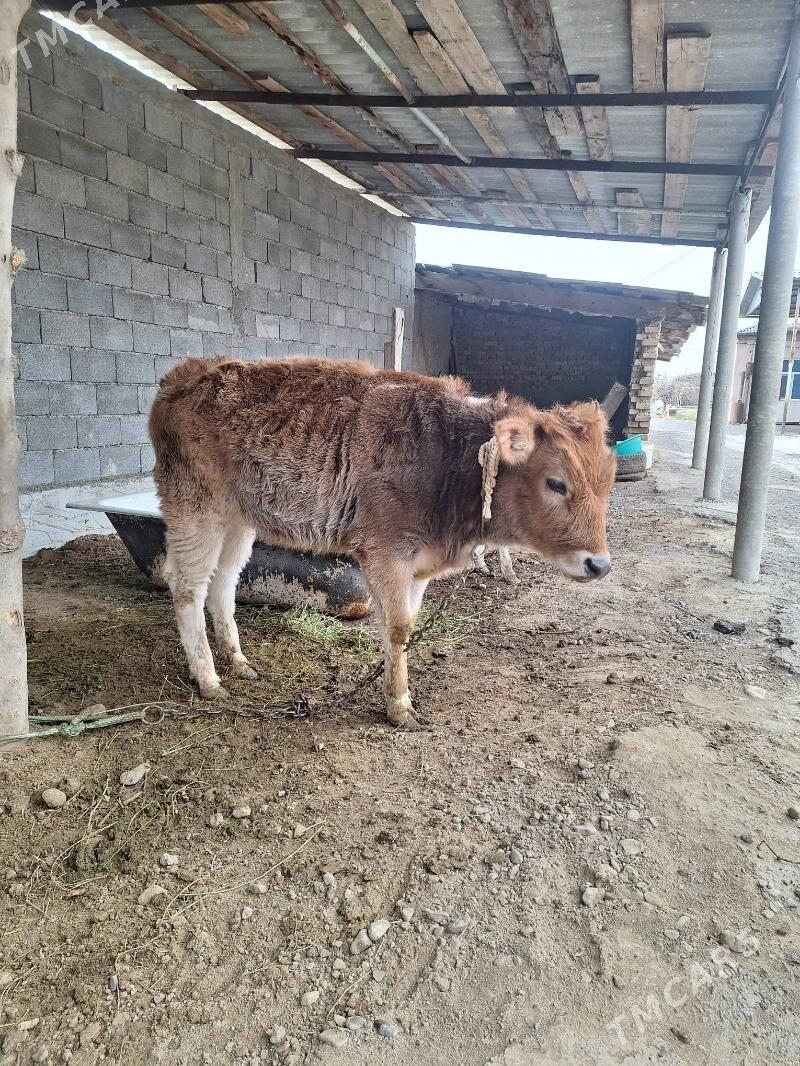 Tuwe - Анев - img 1