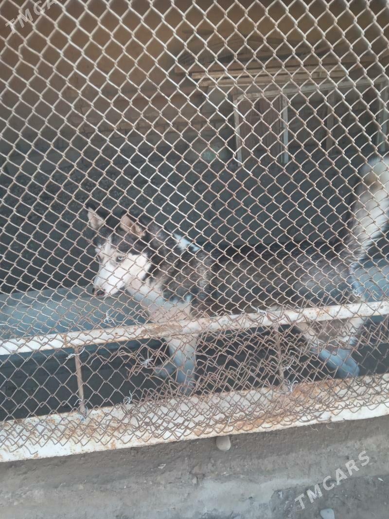 хаски - Векильбазар - img 1