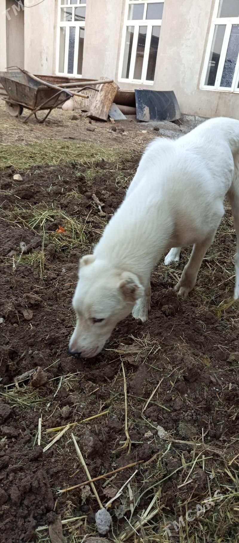 Alabay - Farap - img 1