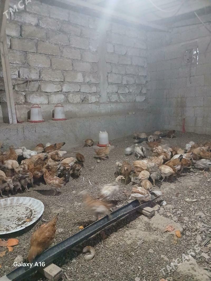 Jüÿje - Гёкдепе - img 1