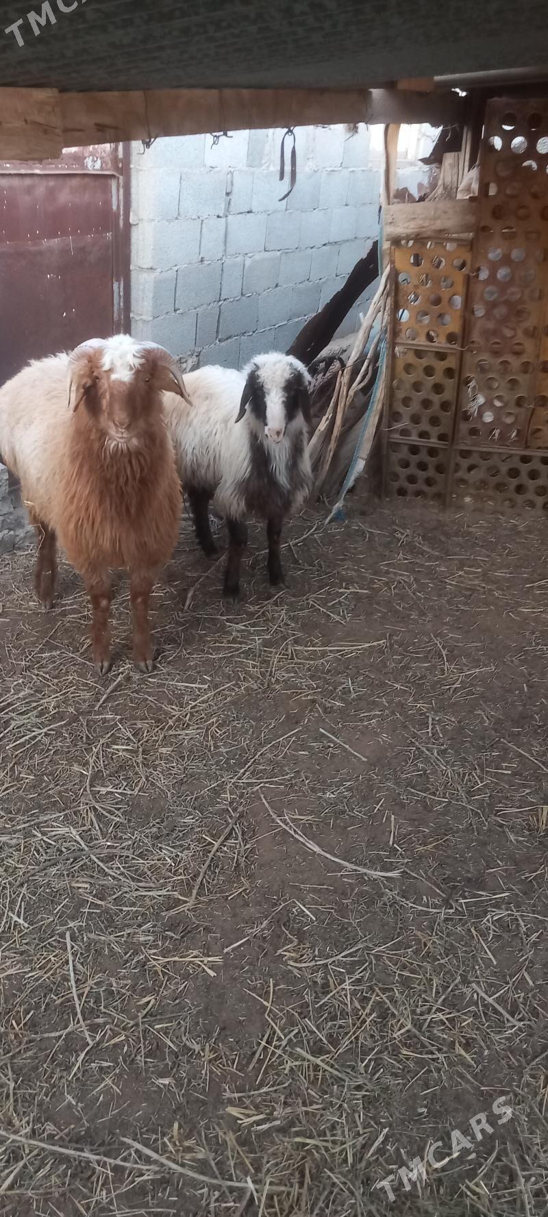 Tokly - Этрек - img 1