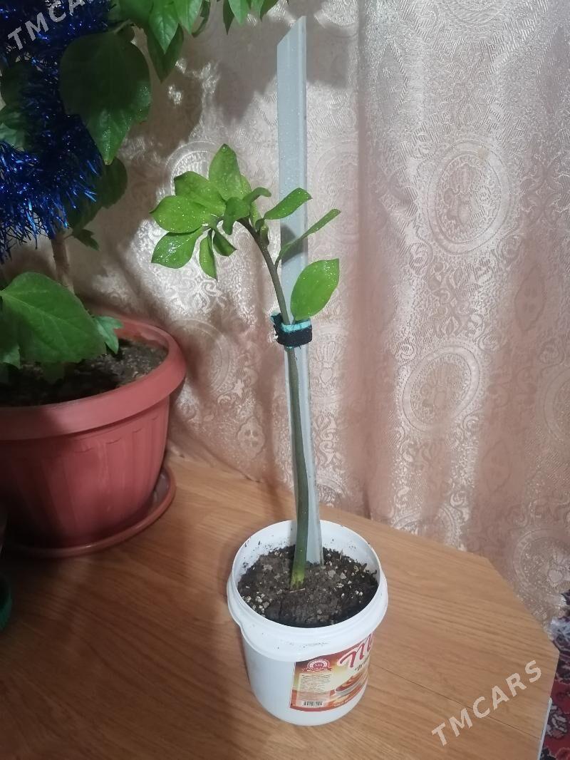 замиокулькас - Ашхабад - img 1