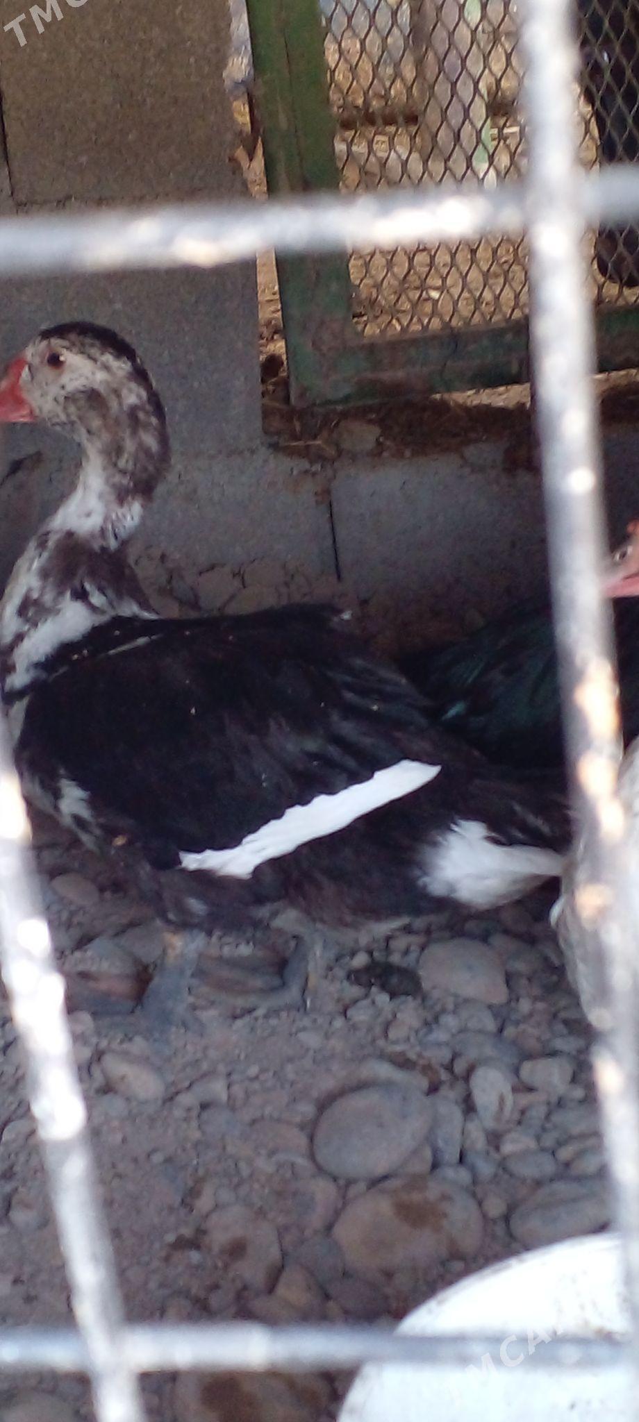 индевутга - Ak bugdaý etraby - img 1