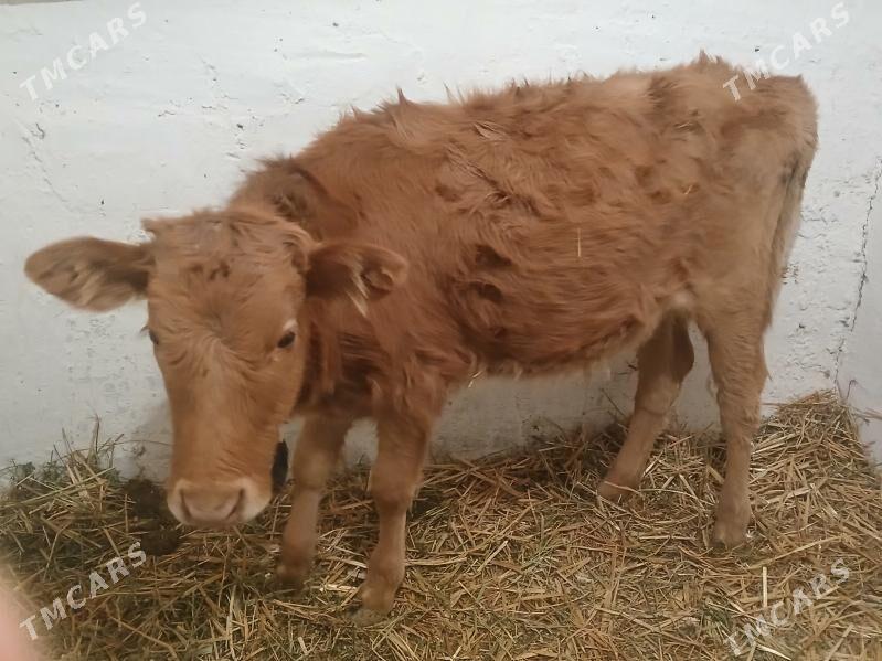 Gole tuwe şiwet - Aşgabat - img 1