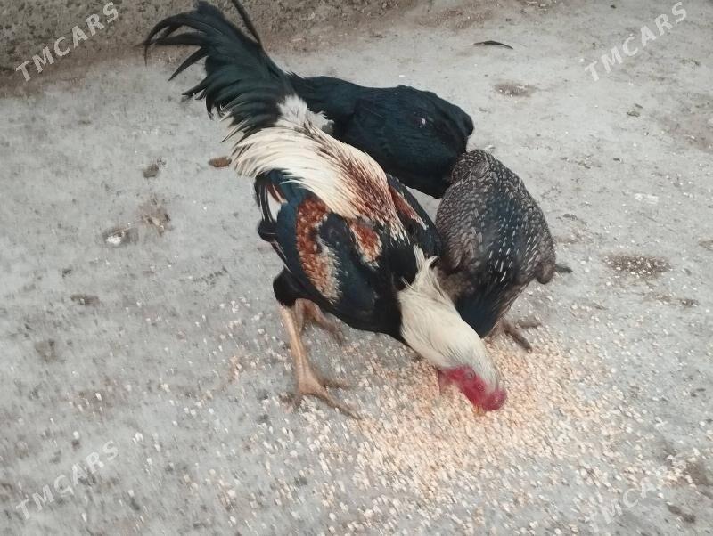 baysov - Türkmenabat - img 1