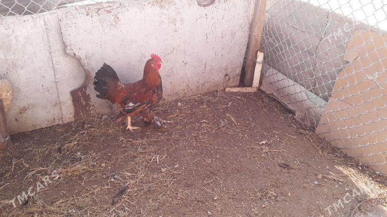 horaz - Gumdag - img 1