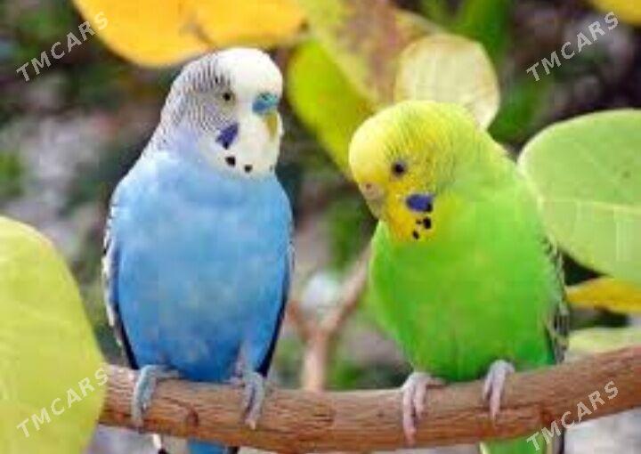 popugay setka kletka gus - Ашхабад - img 1