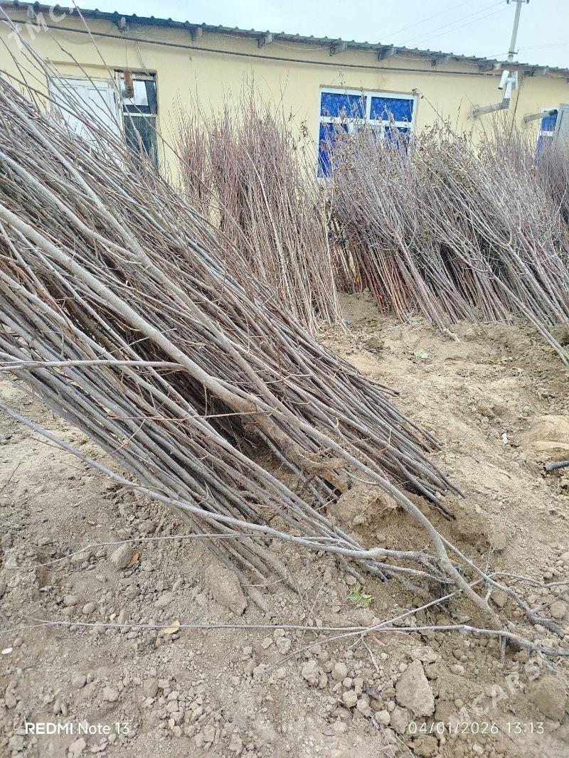 miweli baglar alma setdali - 10 мкр - img 1