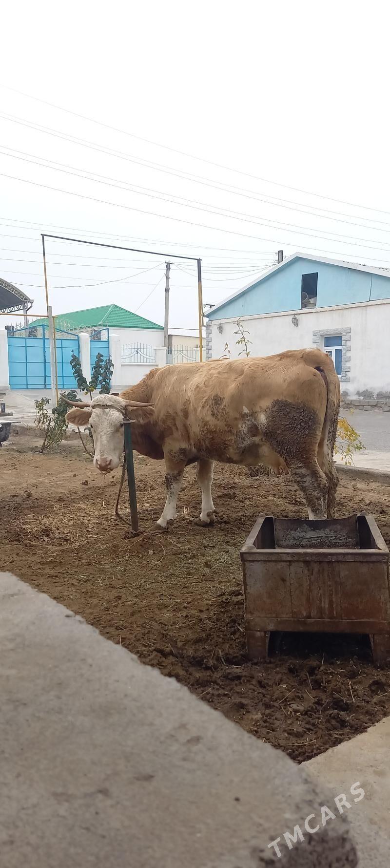 sygyr - Ашхабад - img 1