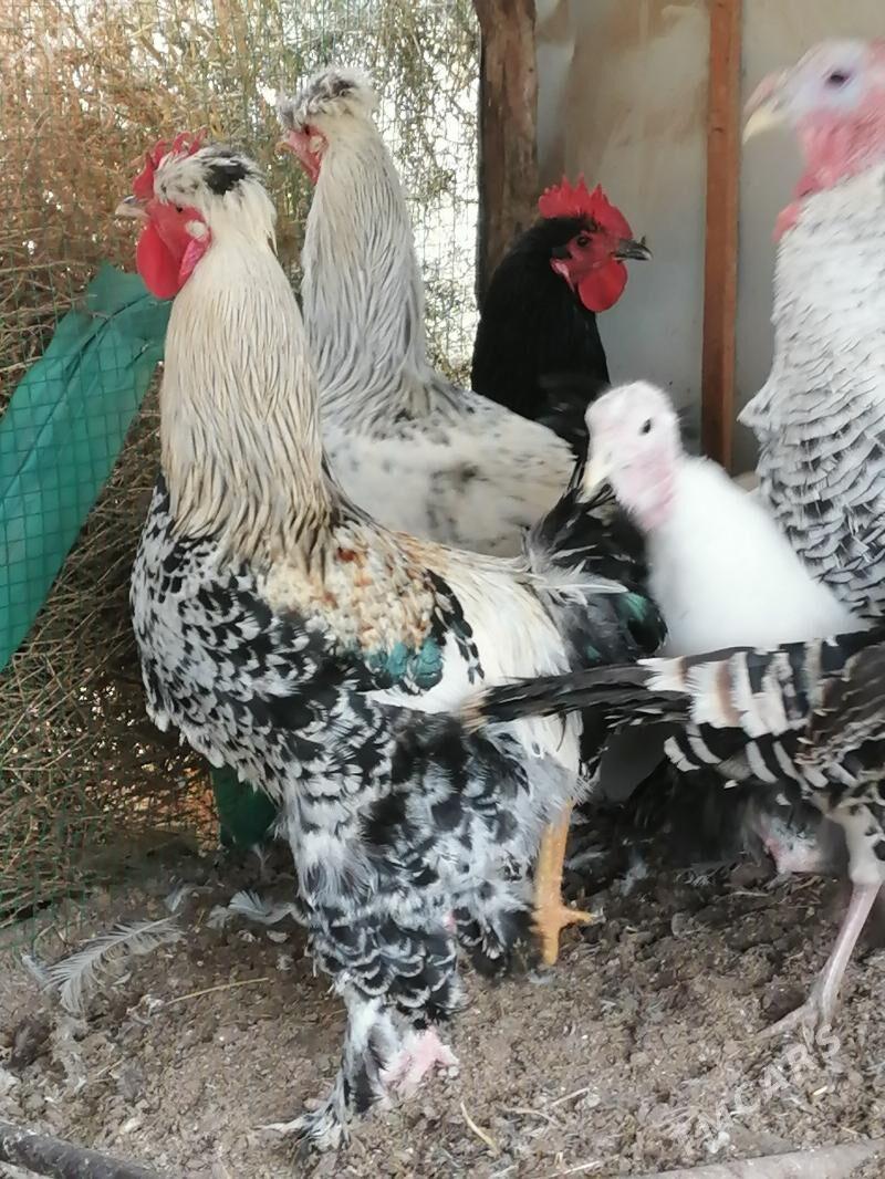 Gigant yaş hozarlar. - Дянев - img 1