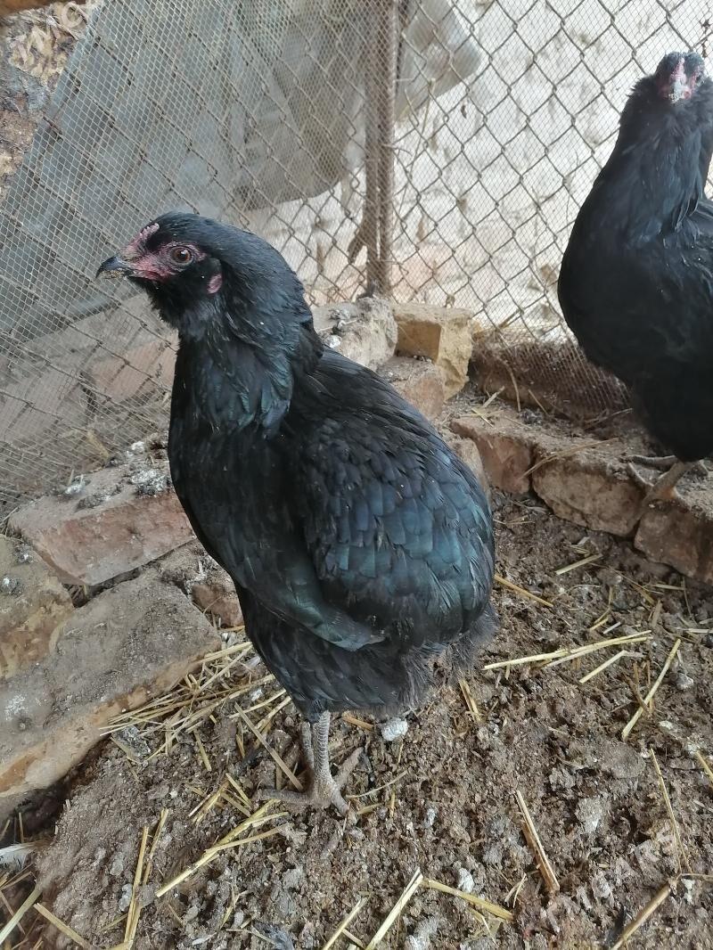 Araukana gok yumurtga - Дянев - img 1