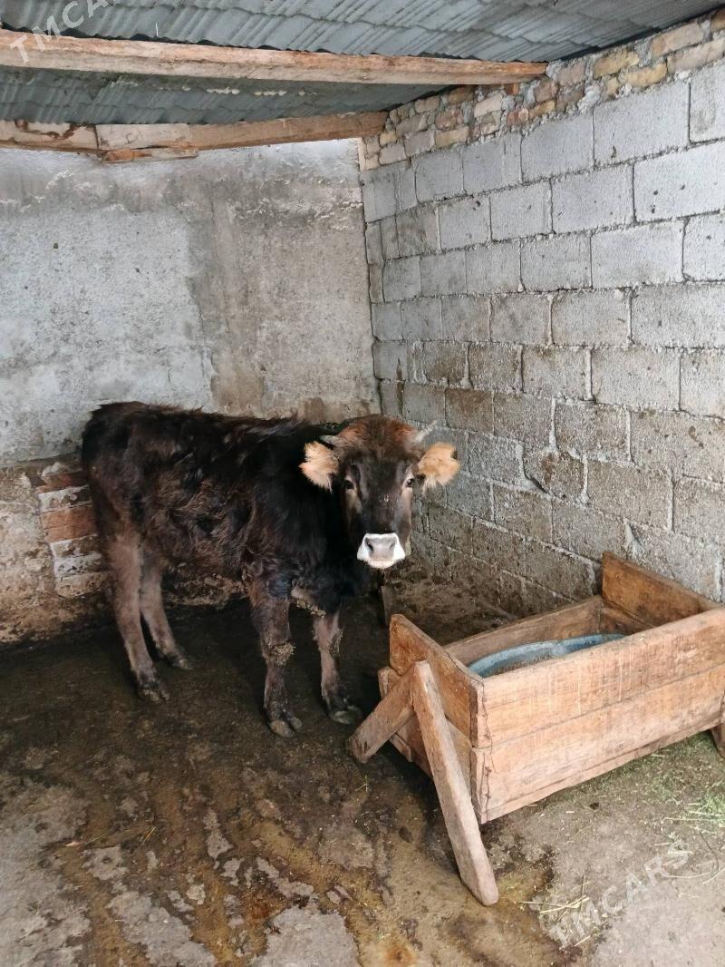 tuwe - Hitrowka - img 1