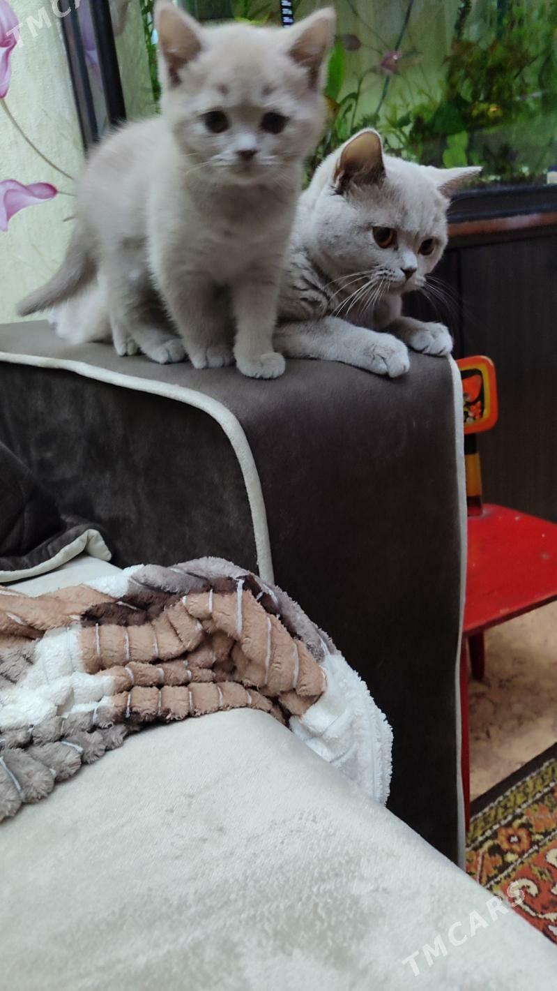 котята - Ашхабад - img 1