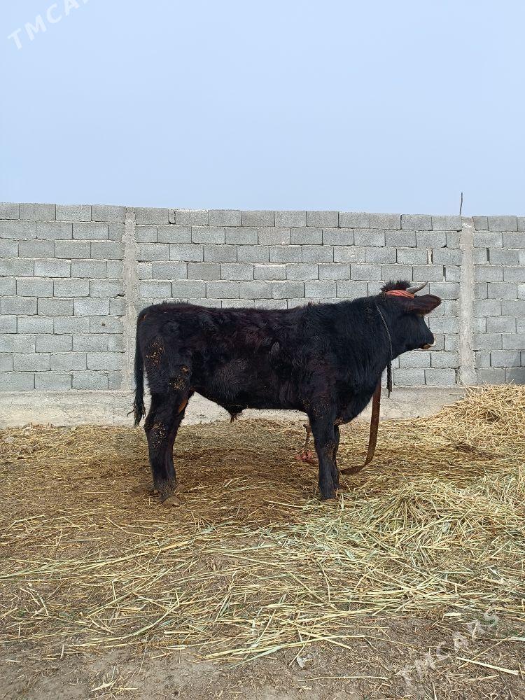 OKUZ - Gökdepe - img 1