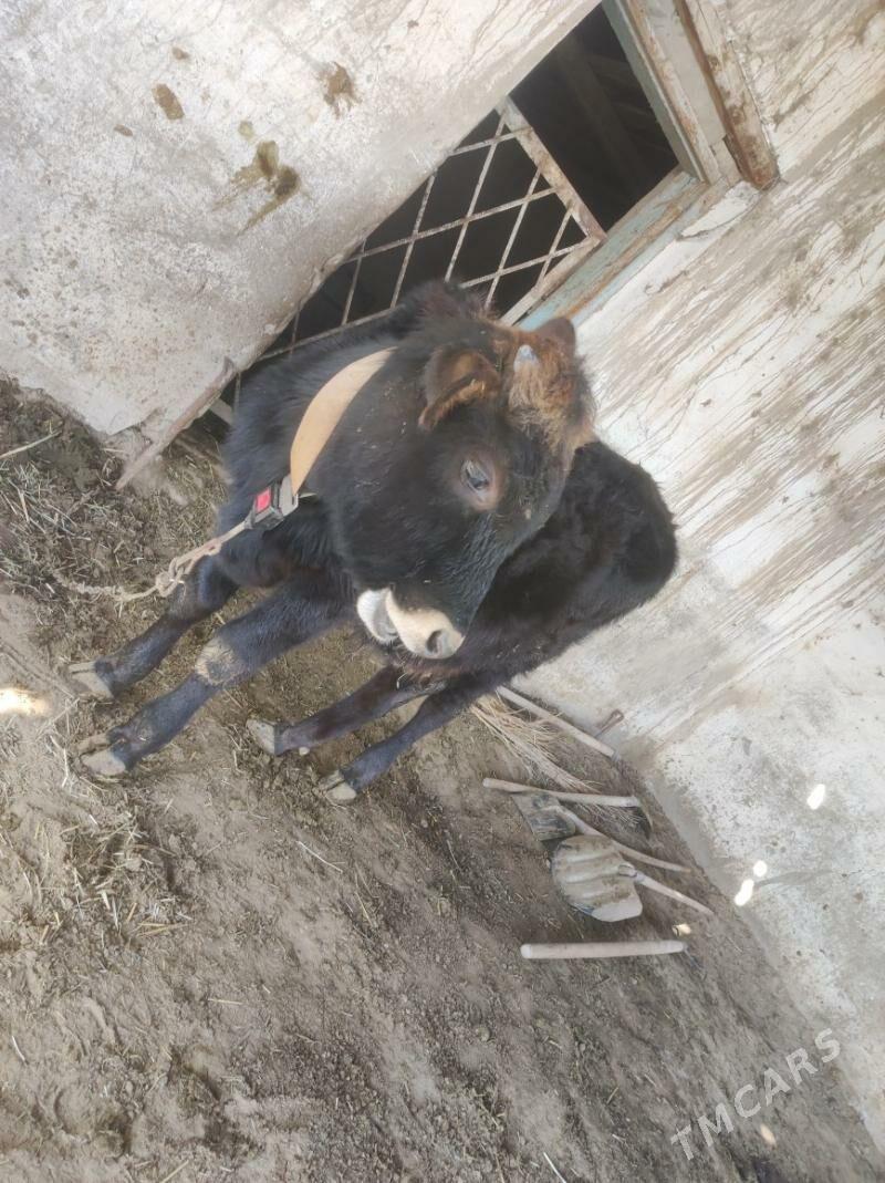 Okuz - Мургап - img 1