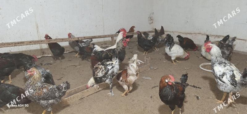 хораз порода - Туркменабат - img 1