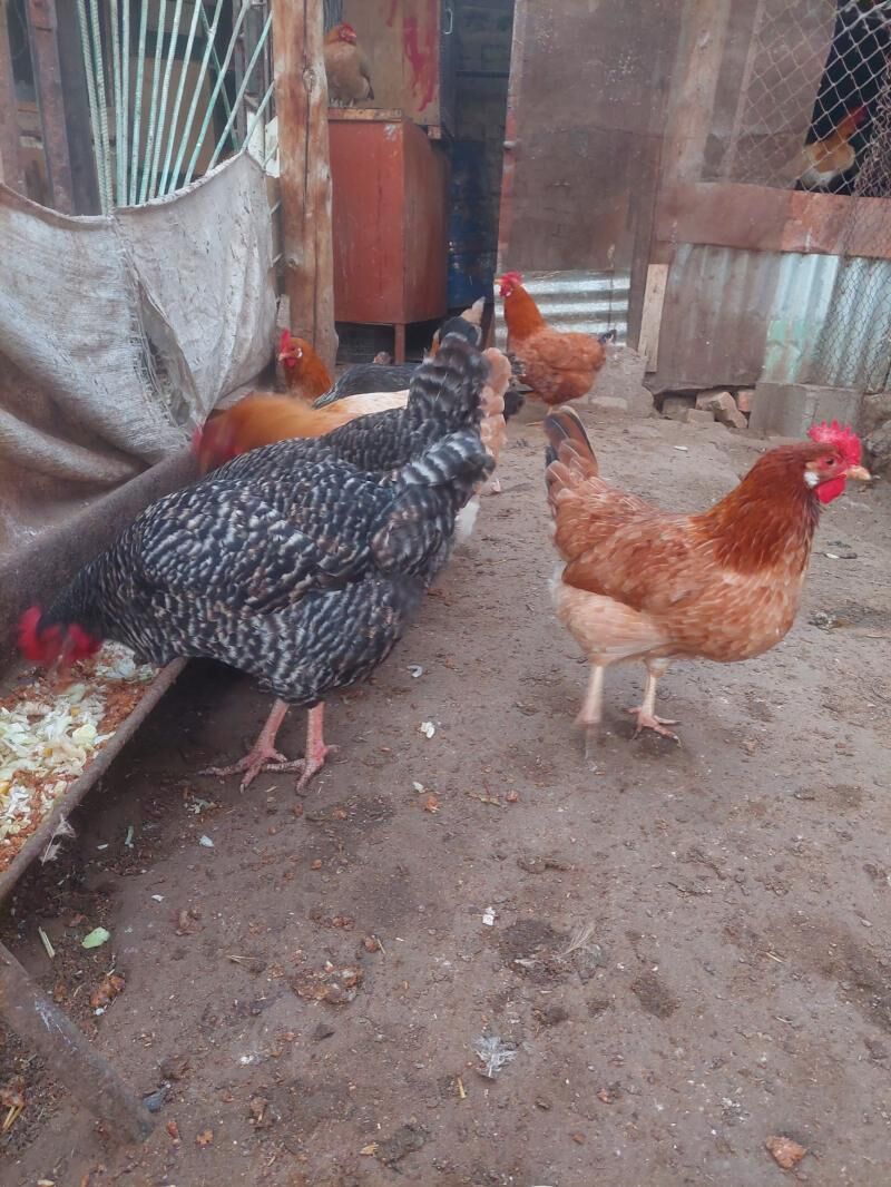 towuk - Хитровка - img 1