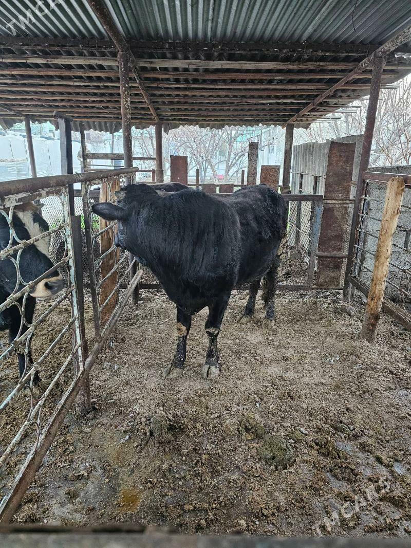 OKUZ - Гёкдже - img 1