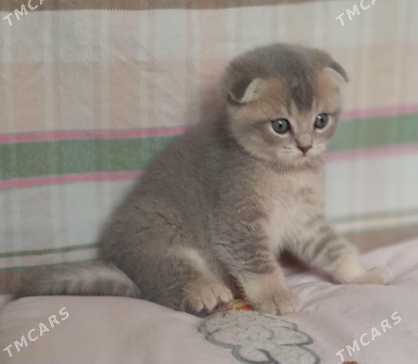 шотландская шиншилла - Ашхабад - img 1