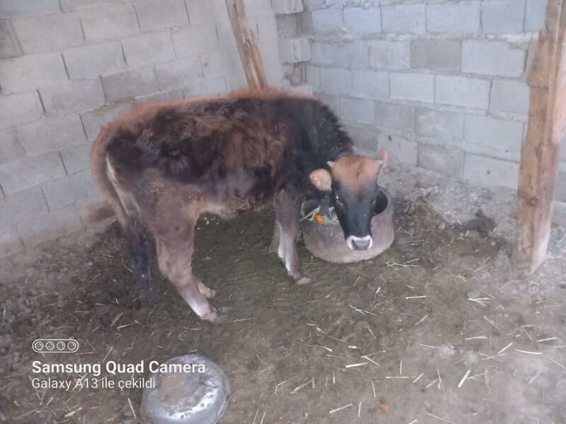 Tüwe - Бахарден - img 1