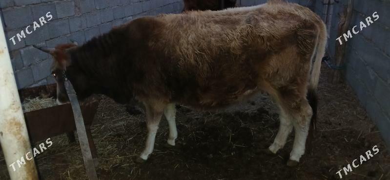 Sygyr - Ak bugdaý etraby - img 1