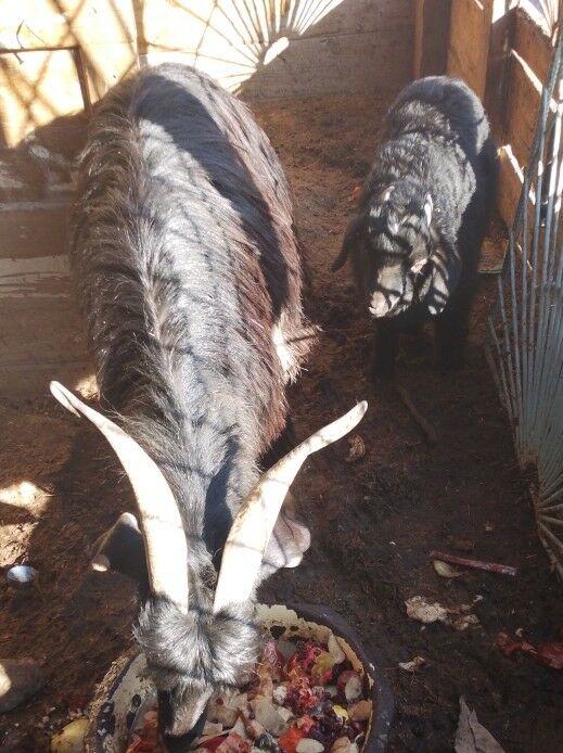 гечилер - Туркменбаши - img 1