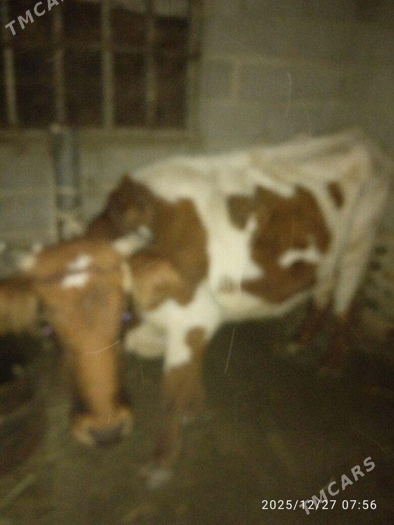 Sygyr - Берекет - img 1