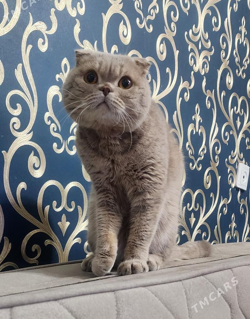 Шотландские котята - Ашхабад - img 1