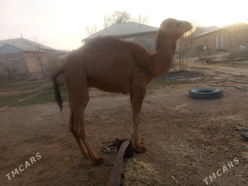 Erkek Ogşuk - Sakarçäge - img 1