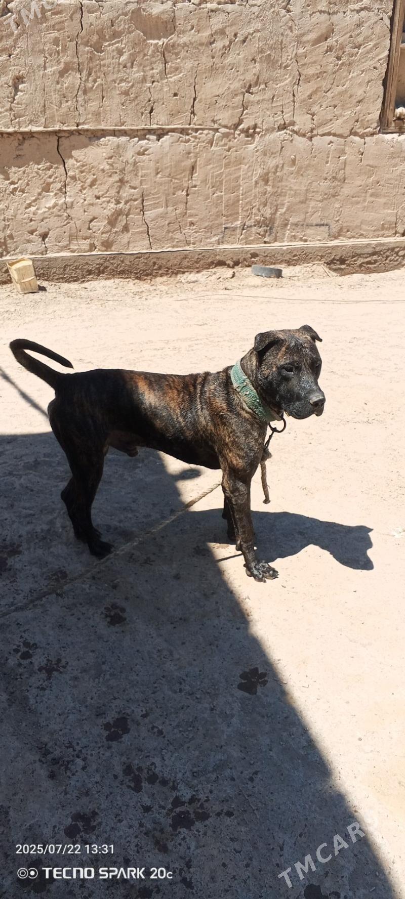 Pidbul - Гурбансолтан Едже - img 1