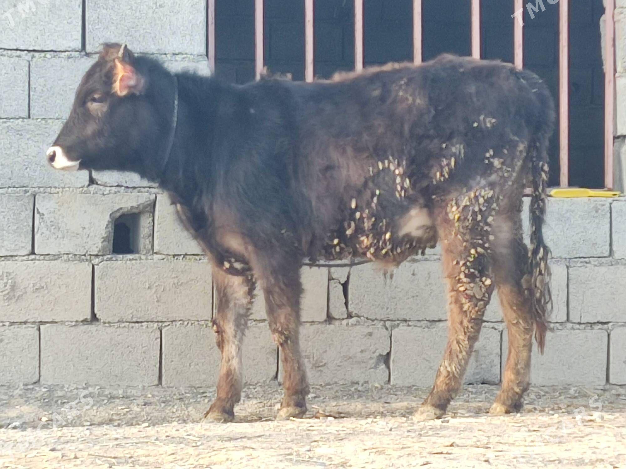 swes tohum okuz - Гёкдепе - img 1