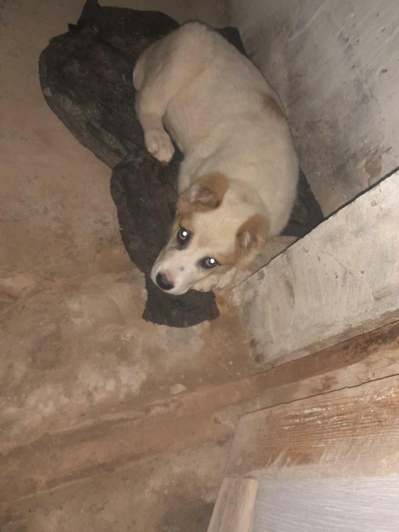 Turkmen it - Саят - img 1