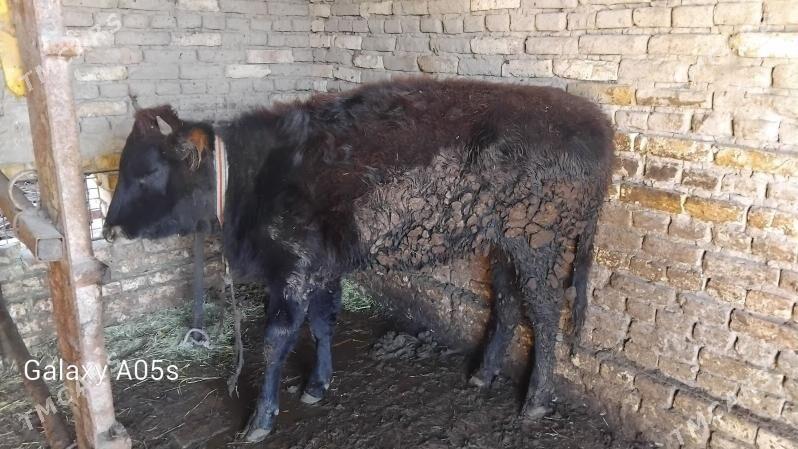 gulajyn gole - Мургап - img 1