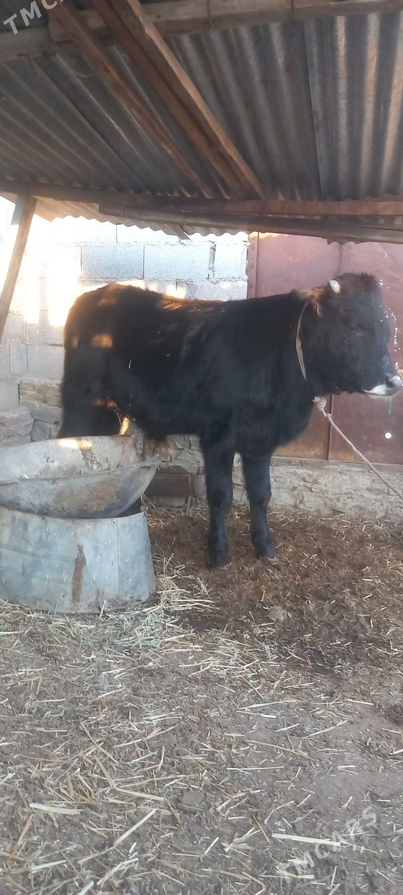 Öküz - Этрек - img 1