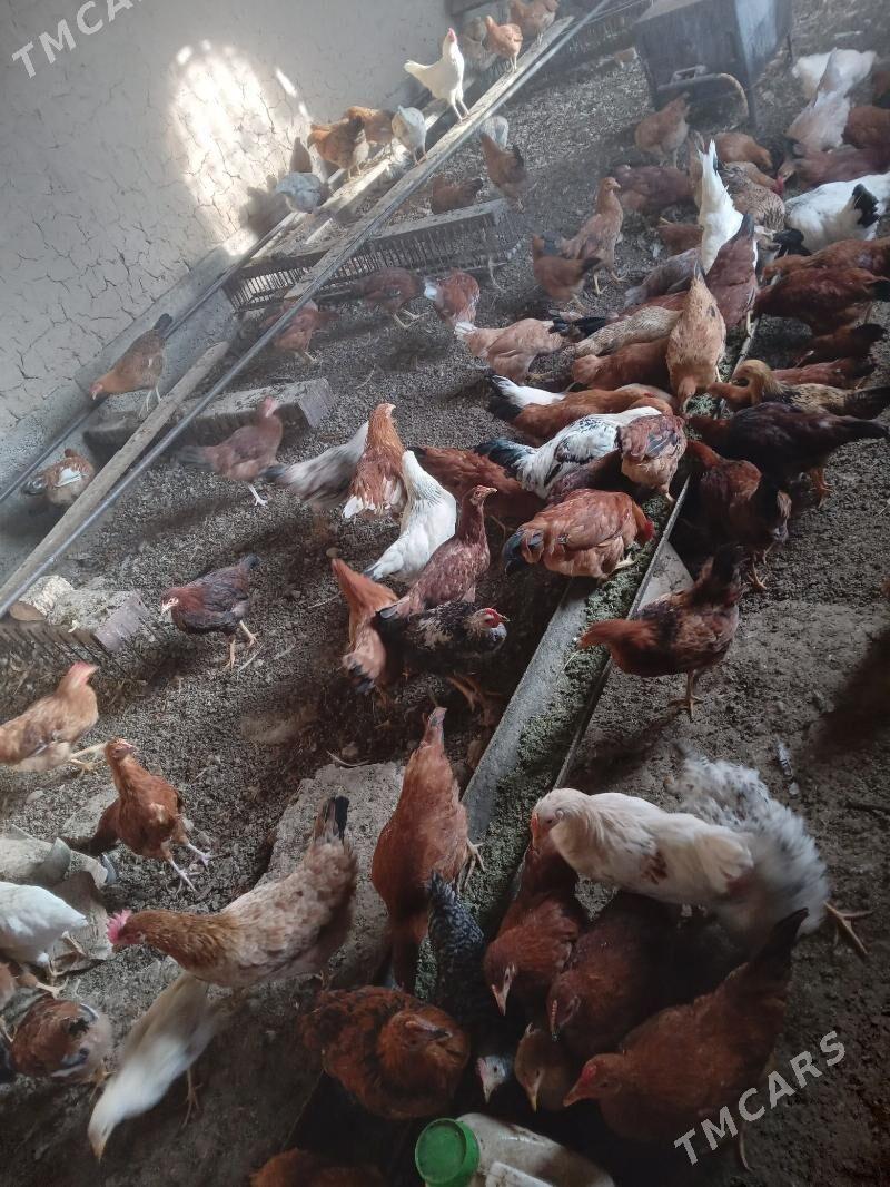 towuk - Кака - img 1