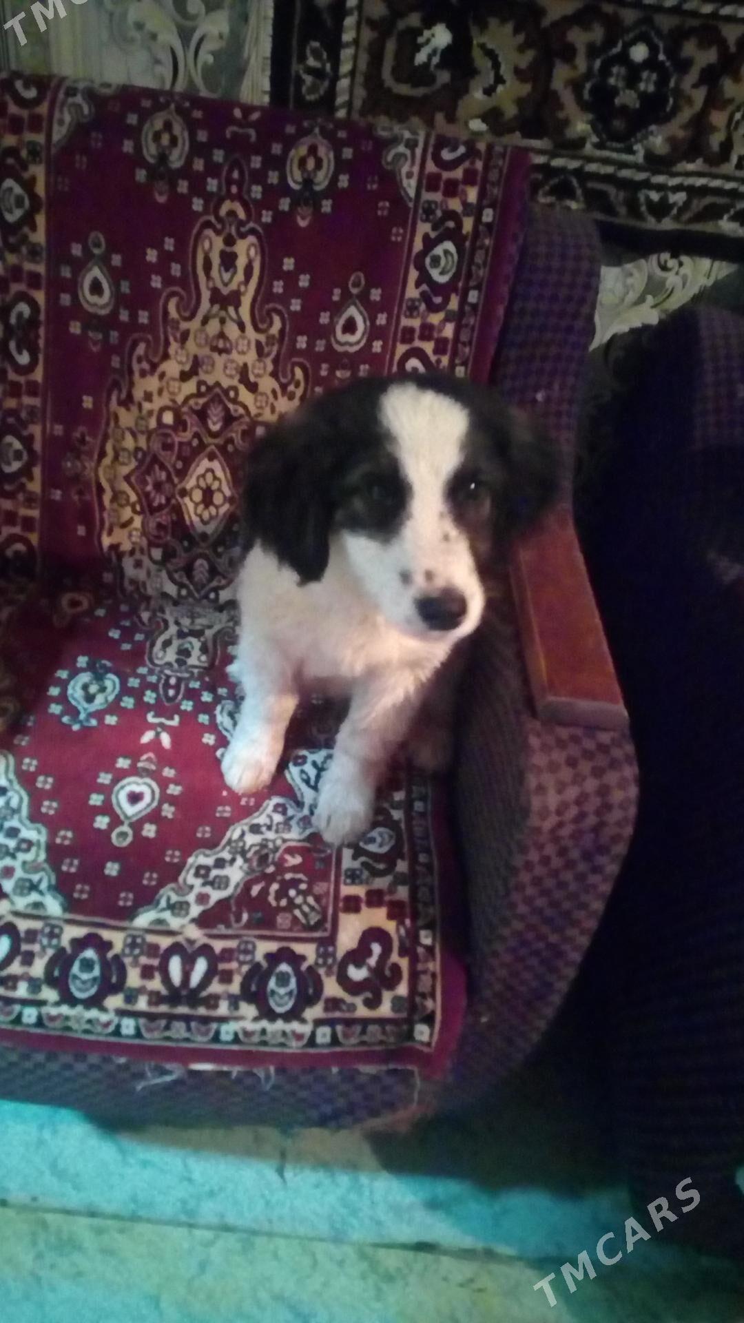 Щенок - Türkmenabat - img 1