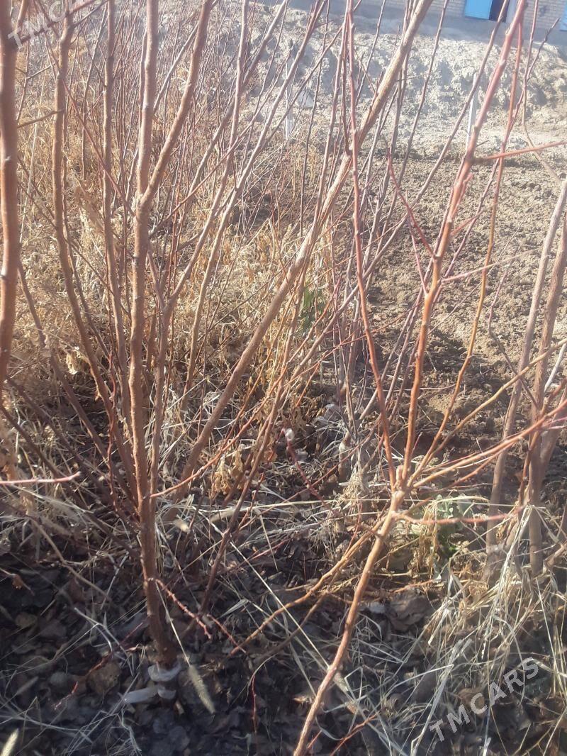 Nahal erik - Фарап - img 1