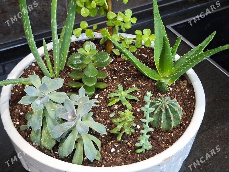 комнатные растения - Ашхабад - img 1