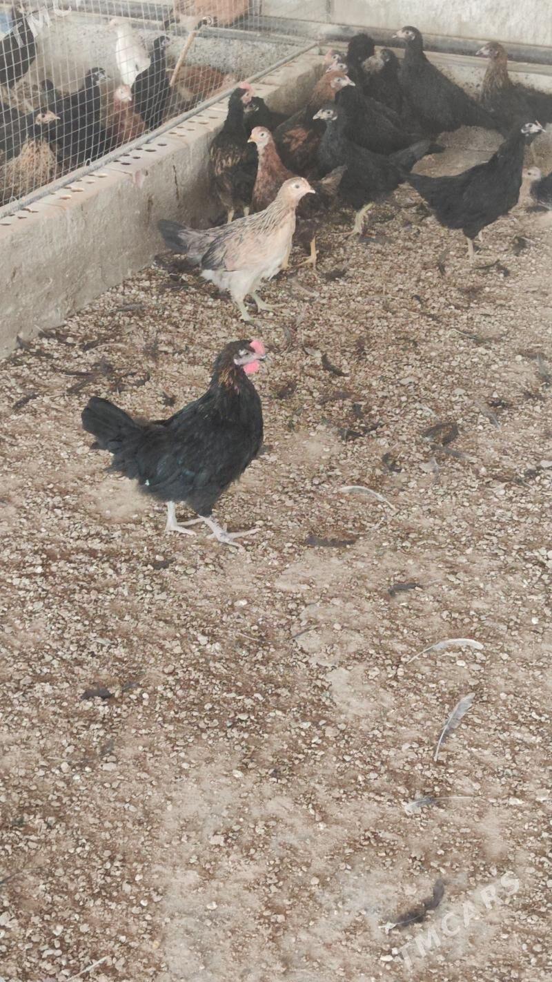 Towuk Jüýje - Сакарчага - img 1