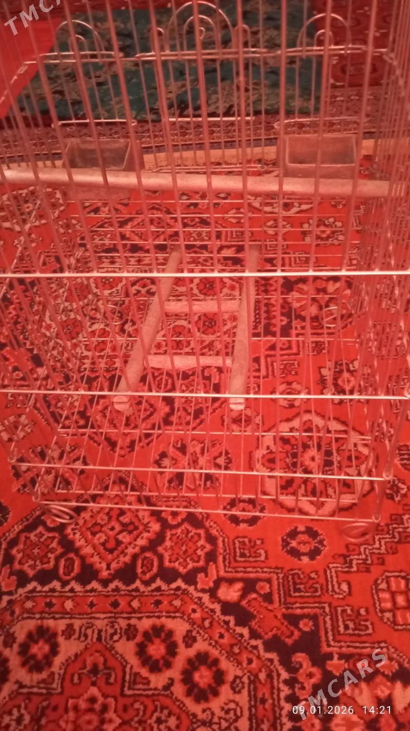 guş kletka - Ашхабад - img 1