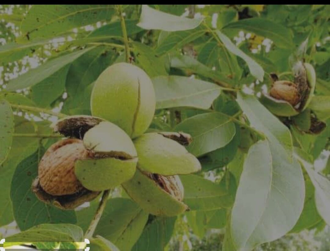 Hoz - Magtymguly - img 1