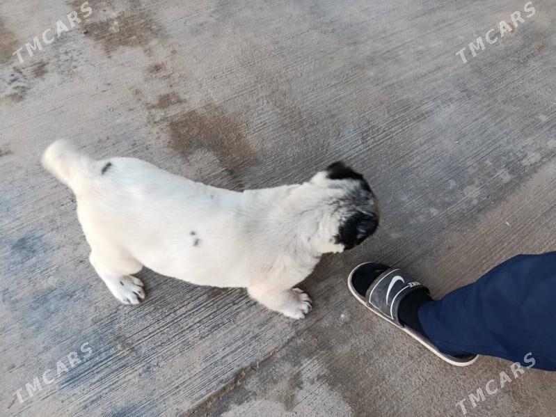 it - Теджен - img 1