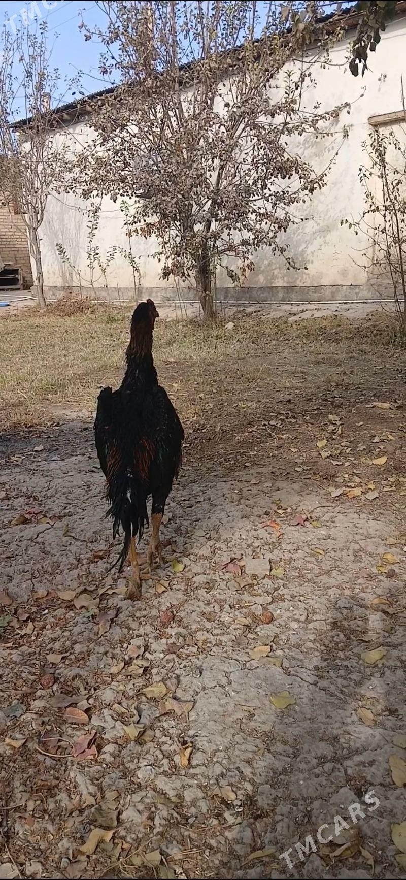 Baycovy horaz - Мары - img 1