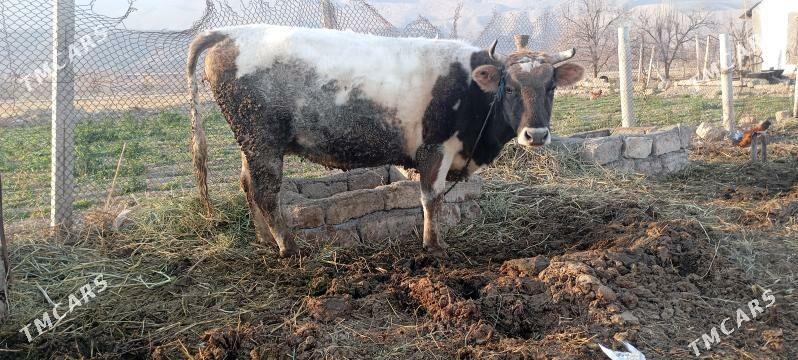 sygyr - Gökdepe - img 1