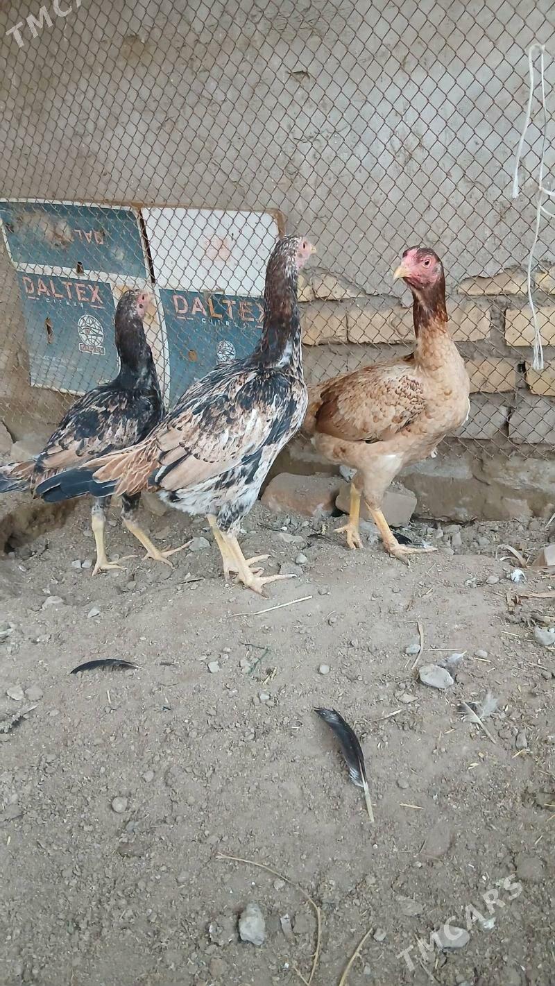 байсок маки жужелер - Чарджоу - img 1