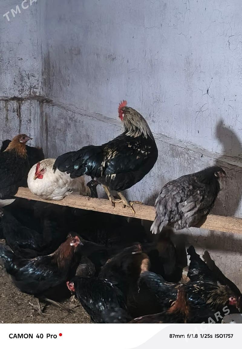 horaz - Мары - img 1