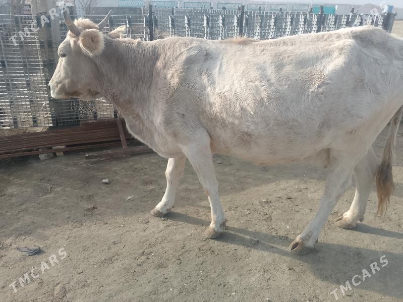 bogaz sygyr - Гызыларбат - img 1