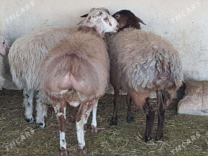 Goyun - Бахарден - img 1